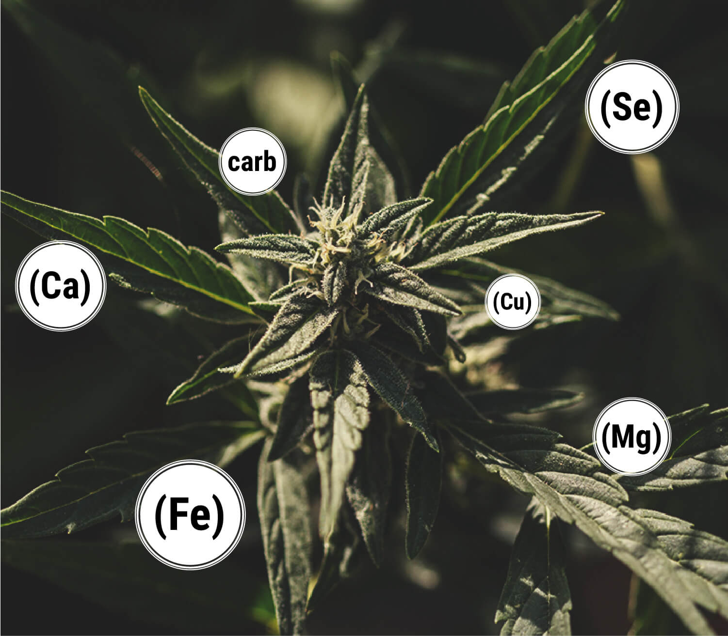 Was sind die Vorteile von Melasse für Cannabispflanzen?