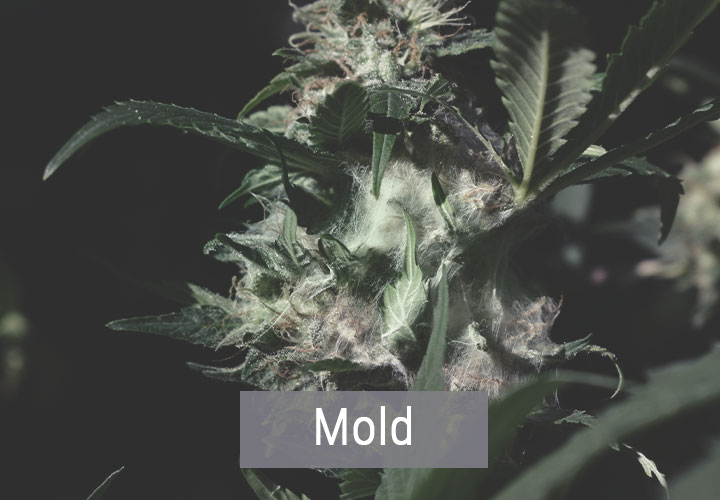 Wie kaltes Wetter Cannabispflanzen beeinflusst Wie kaltes Wetter Cannabispflanzen beeinflusst