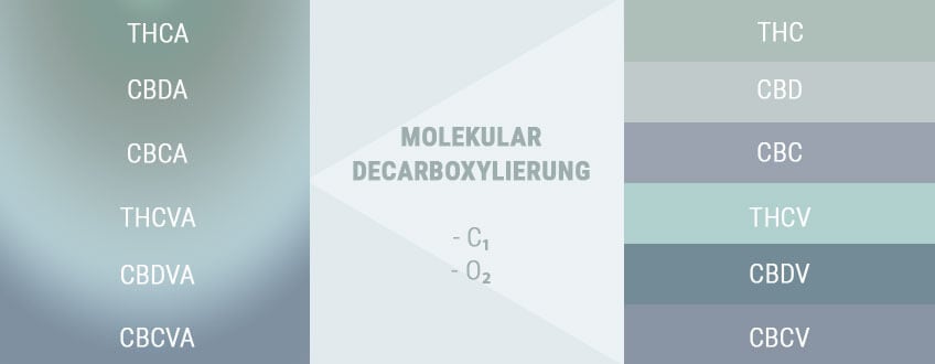 DECARBOXYLIERUNG VERWANDELT SAURE VORSTUFEN IN AKTIVE STOFFE DECARBOXYLIERUNG VERWANDELT SAURE VORSTUFEN IN AKTIVE STOFFE