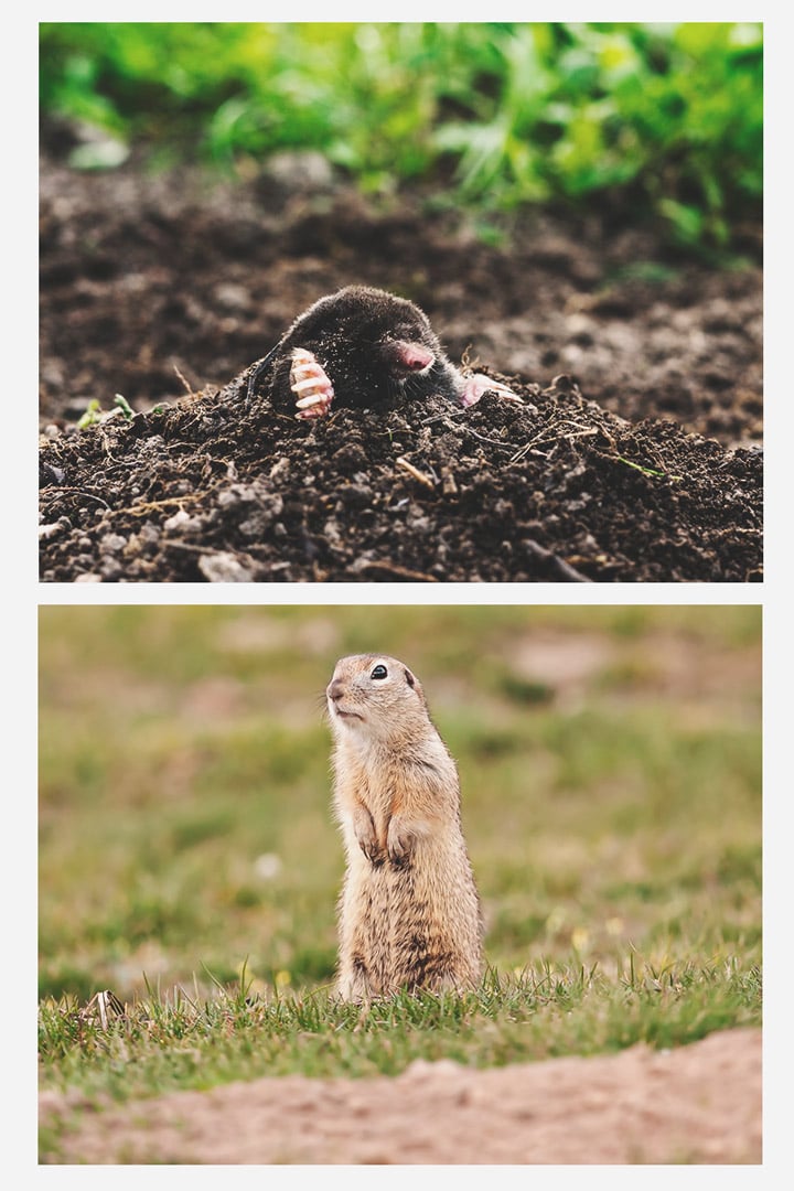 Moles and Gophers Moles and Gophers