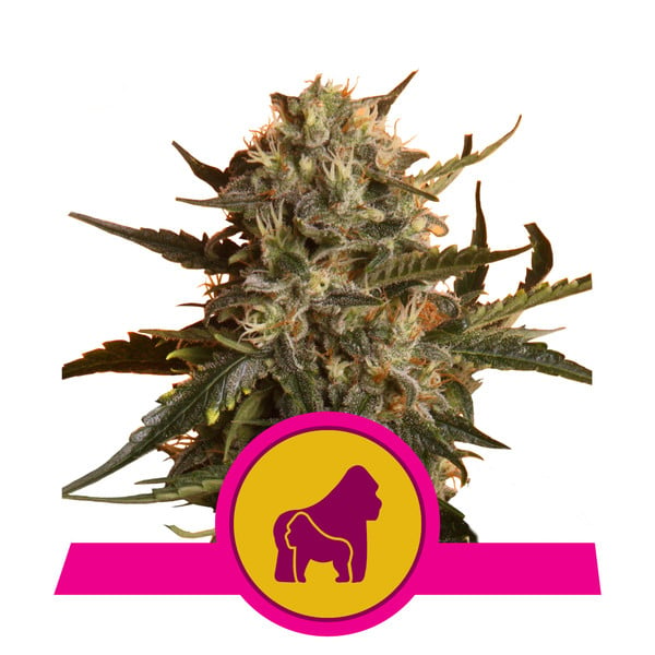 Mother Gorilla Feminized