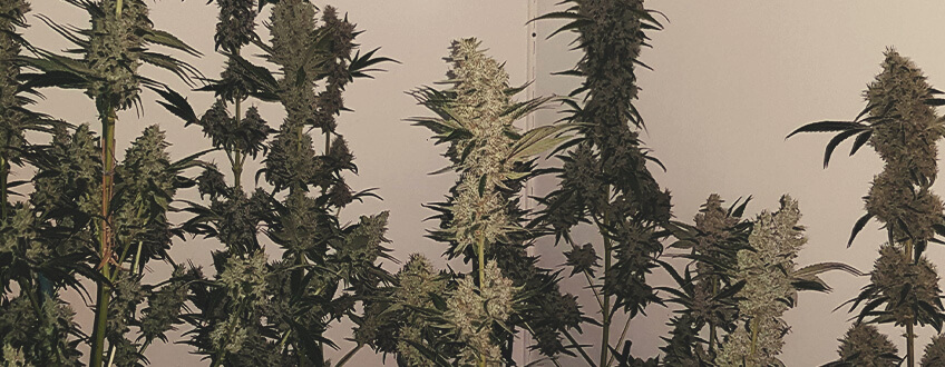 Mother Gorilla Mother Gorilla