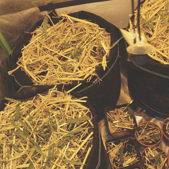 Wie und wann Du Deine Indoor-Cannabispflanzen mit Mulch versorgen solltest Wie und wann Du Deine Indoor-Cannabispflanzen mit Mulch versorgen solltest