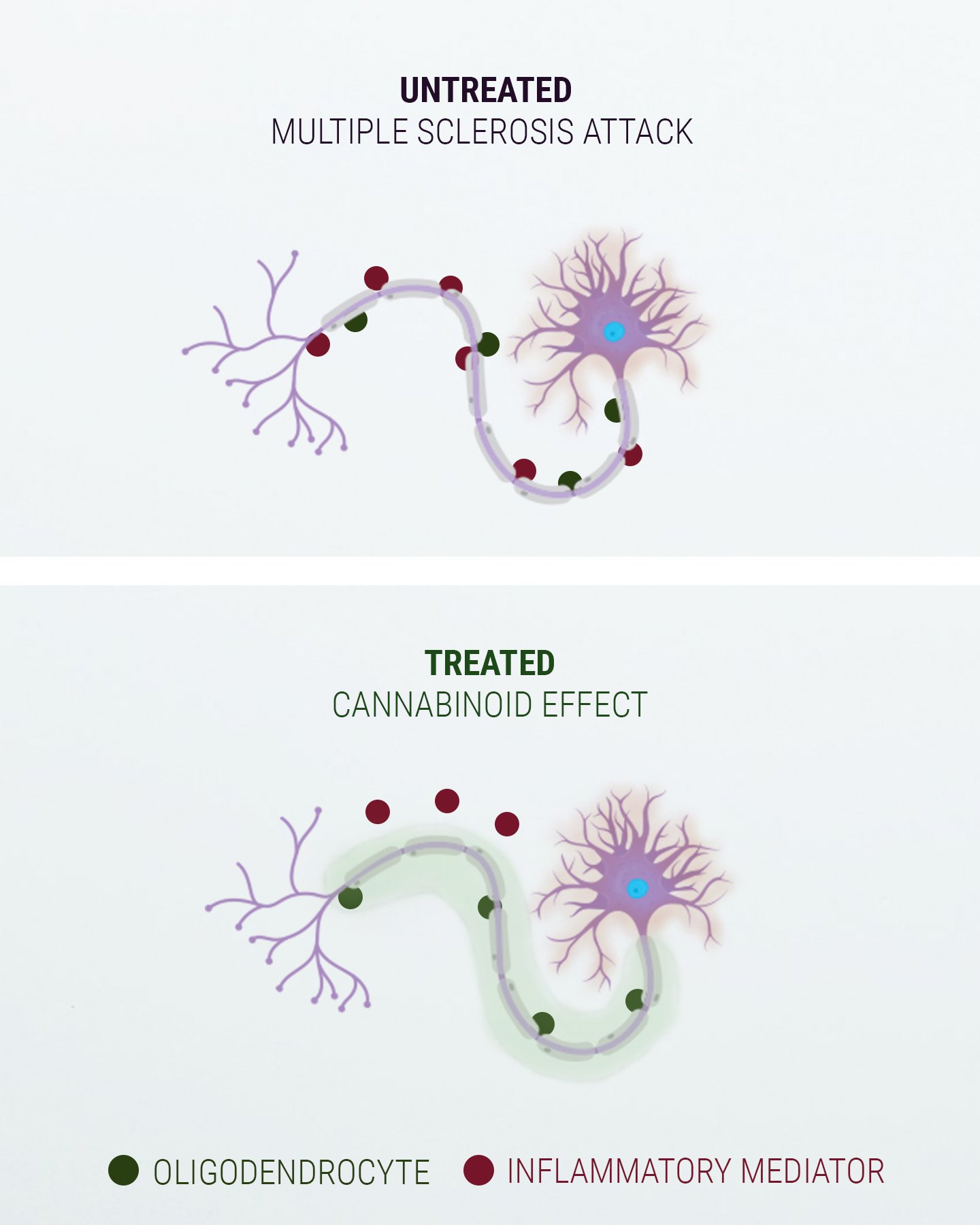 Ein Wort zum Endocannabinoid-System Ein Wort zum Endocannabinoid-System
