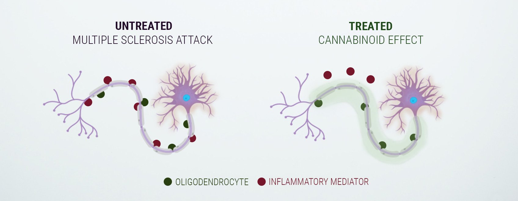 Ein Wort zum Endocannabinoid-System Ein Wort zum Endocannabinoid-System