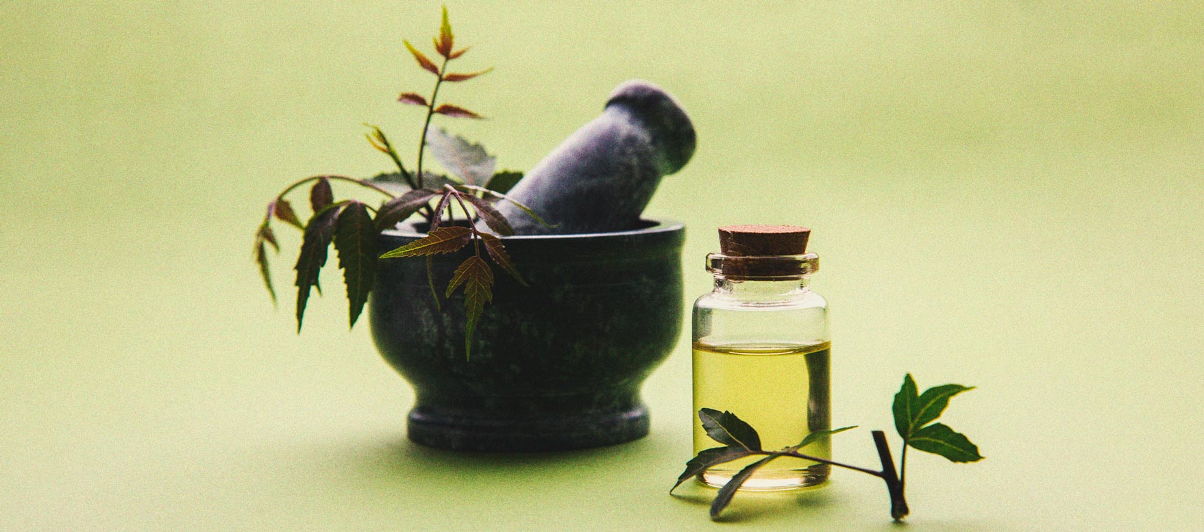 Cannabis und Weiße Fliegen: Wie man sie kontrolliert und verhindert Cannabis und Weiße Fliegen: Wie man sie kontrolliert und verhindert