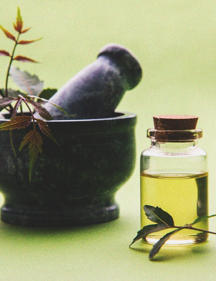 Cannabis und Weiße Fliegen: Wie man sie kontrolliert und verhindert Cannabis und Weiße Fliegen: Wie man sie kontrolliert und verhindert