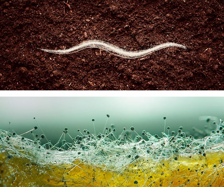 Nematoden - Mykorrhiza