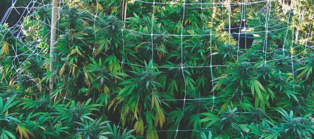 Wie Du Schädlinge in Deinem Cannabisanbau im Freien verhinderst
