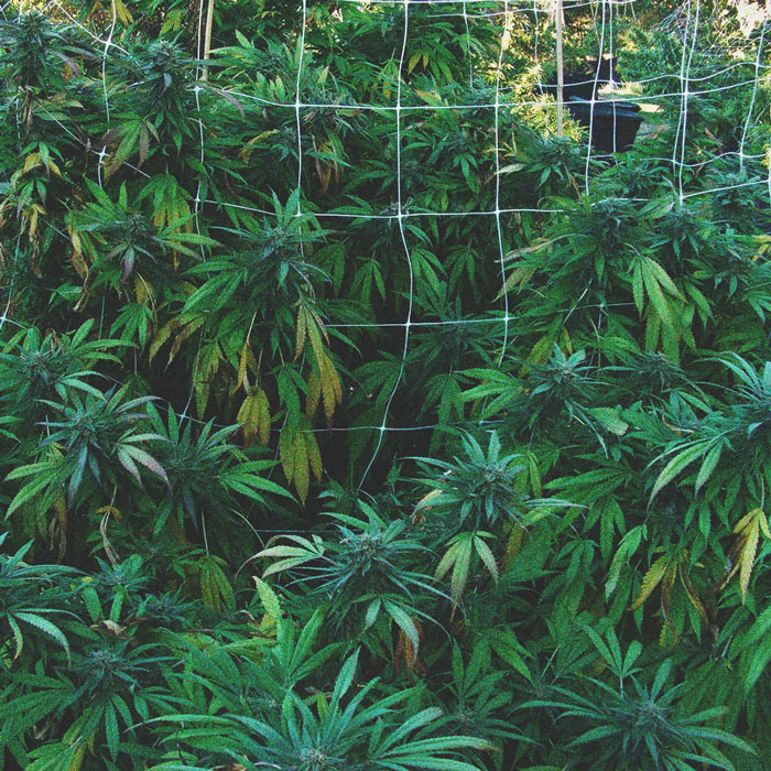 Wie Du Schädlinge in Deinem Cannabisanbau im Freien verhinderst