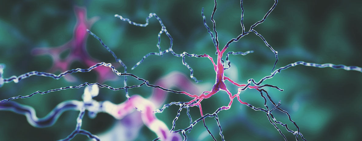 Cannabis und das Immunsystem Cannabis und das Immunsystem
