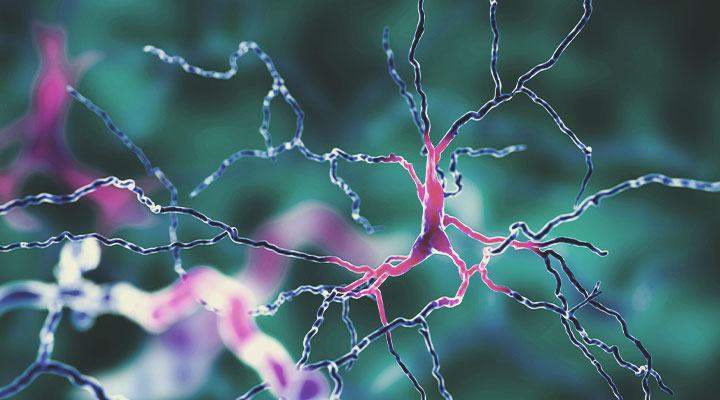 Cannabis und das Immunsystem Cannabis und das Immunsystem