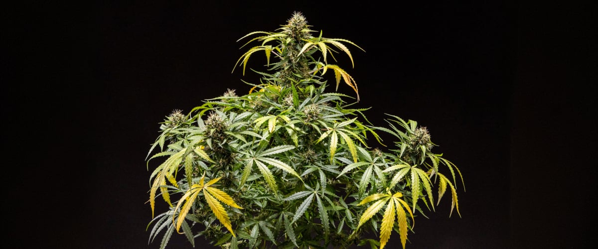 North Thunderfuck Cannabispflanze mit dichten, harzigen Buds, orangefarbenen Blütenstempeln und frostigen Trichomen in der späten Blütephase