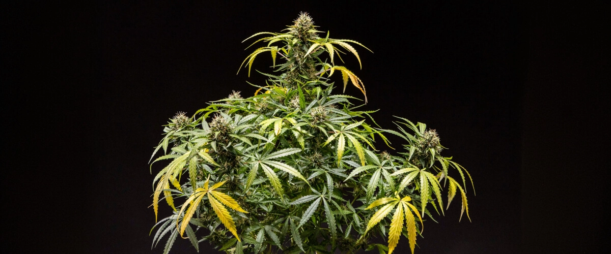North Thunderfuck Cannabispflanze – Beispiel für den Indoor-Anbau North Thunderfuck Cannabispflanze mit dichten, harzigen Blüten, orangefarbenen Blütenstempeln und frostigen Trichomen während der späten Blüte