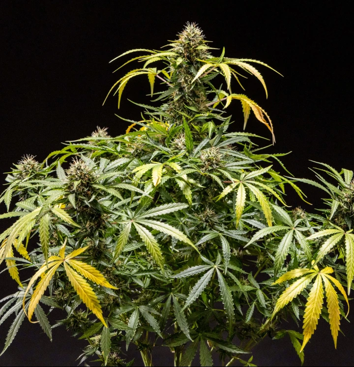 North Thunderfuck Cannabispflanze – Beispiel für den Indoor-Anbau North Thunderfuck Cannabispflanze mit dichten, harzigen Blüten, orangefarbenen Blütenstempeln und frostigen Trichomen während der späten Blüte
