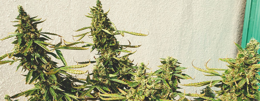 Northern Lights Eine Klassische Cannabissorte Rqs Blog