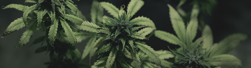 CANNABIS AILMENTS CANNABIS AILMENTS