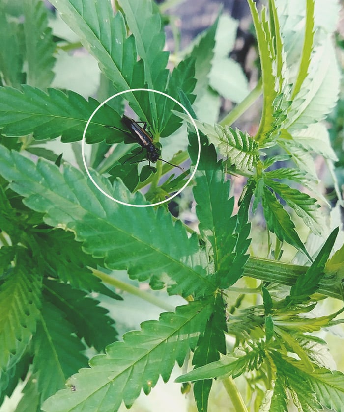 Keep Crickets Away From Your Cannabis Plants