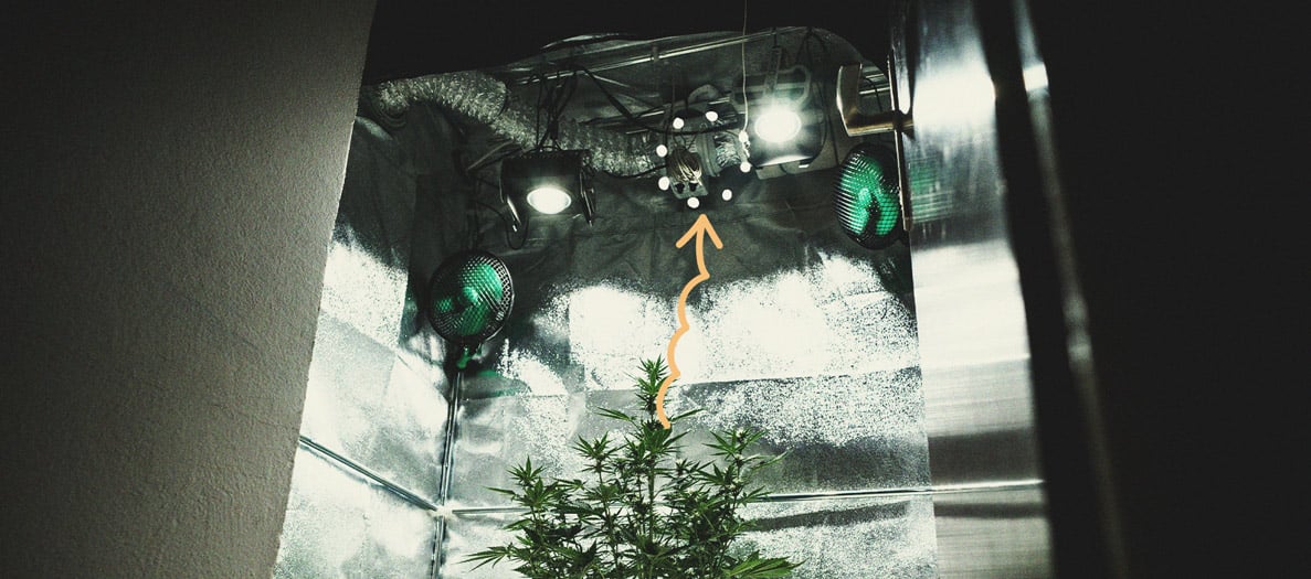 Alles Wissenswerte über Cannabis-Growboxen Alles Wissenswerte über Cannabis-Growboxen
