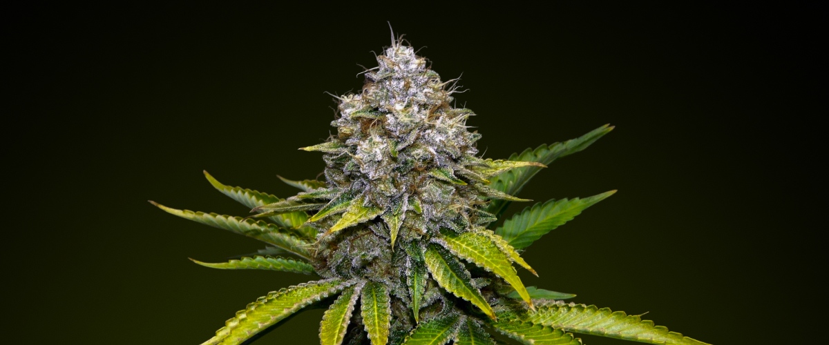 OG Kush Cannabisblüte mit frostigen Trichomen und erdigen Grüntönen, bekannt für ihren kiefernartigen Geschmack und ihre hohe Potenz, ideal für kräftige Infusionen