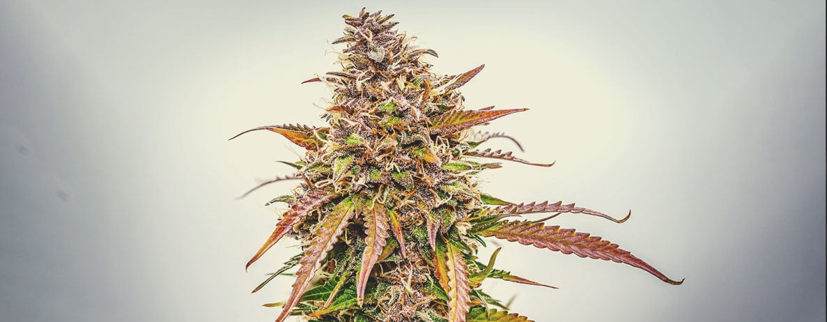 Welche Cannabisfarben gibt es? Welche Cannabisfarben gibt es?