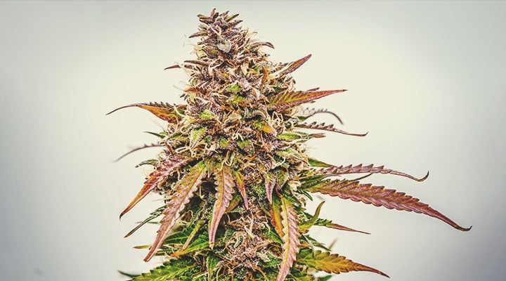 Welche Cannabisfarben gibt es? Welche Cannabisfarben gibt es?