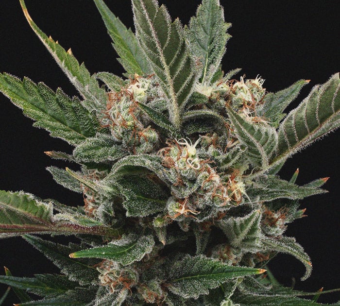 The Importance Of Pistils To Cannabis Growers