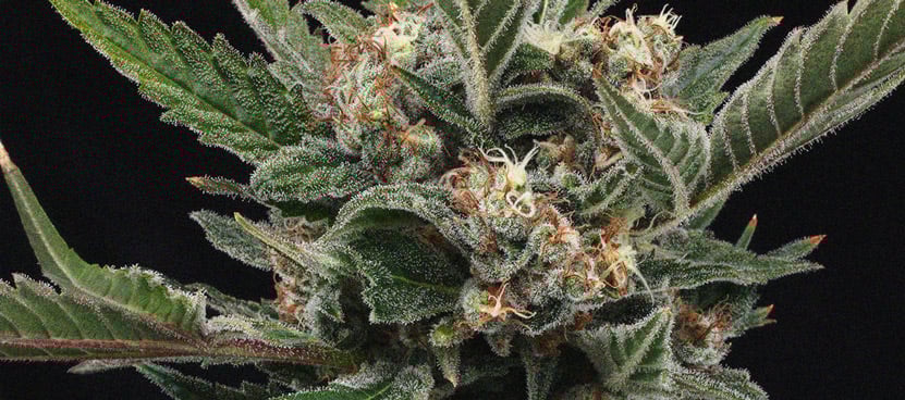The Importance Of Pistils To Cannabis Growers The Importance Of Pistils To Cannabis Growers