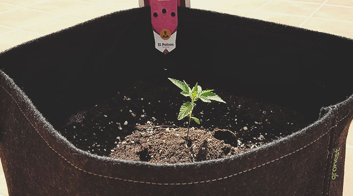 Anbaukalender für die Weed-Saison Anbaukalender für die Weed-Saison