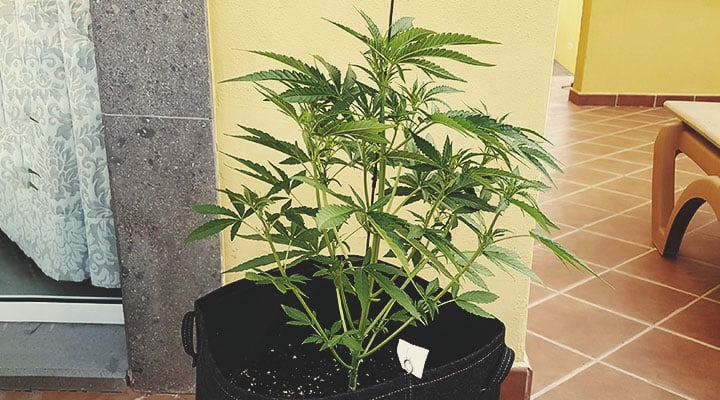 Anbaukalender für die Weed-Saison Anbaukalender für die Weed-Saison