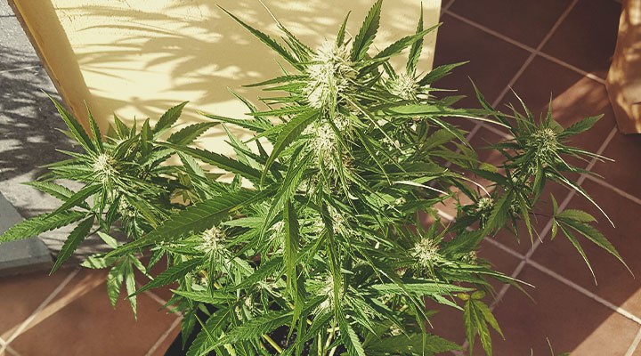Anbaukalender für die Weed-Saison Anbaukalender für die Weed-Saison