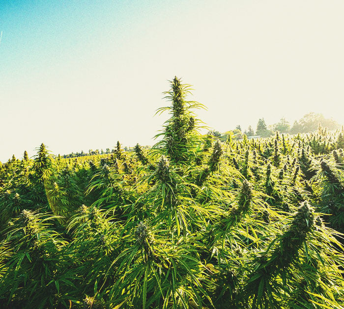 Tolle Tipps für den Anbau von Weed bei kaltem Wetter