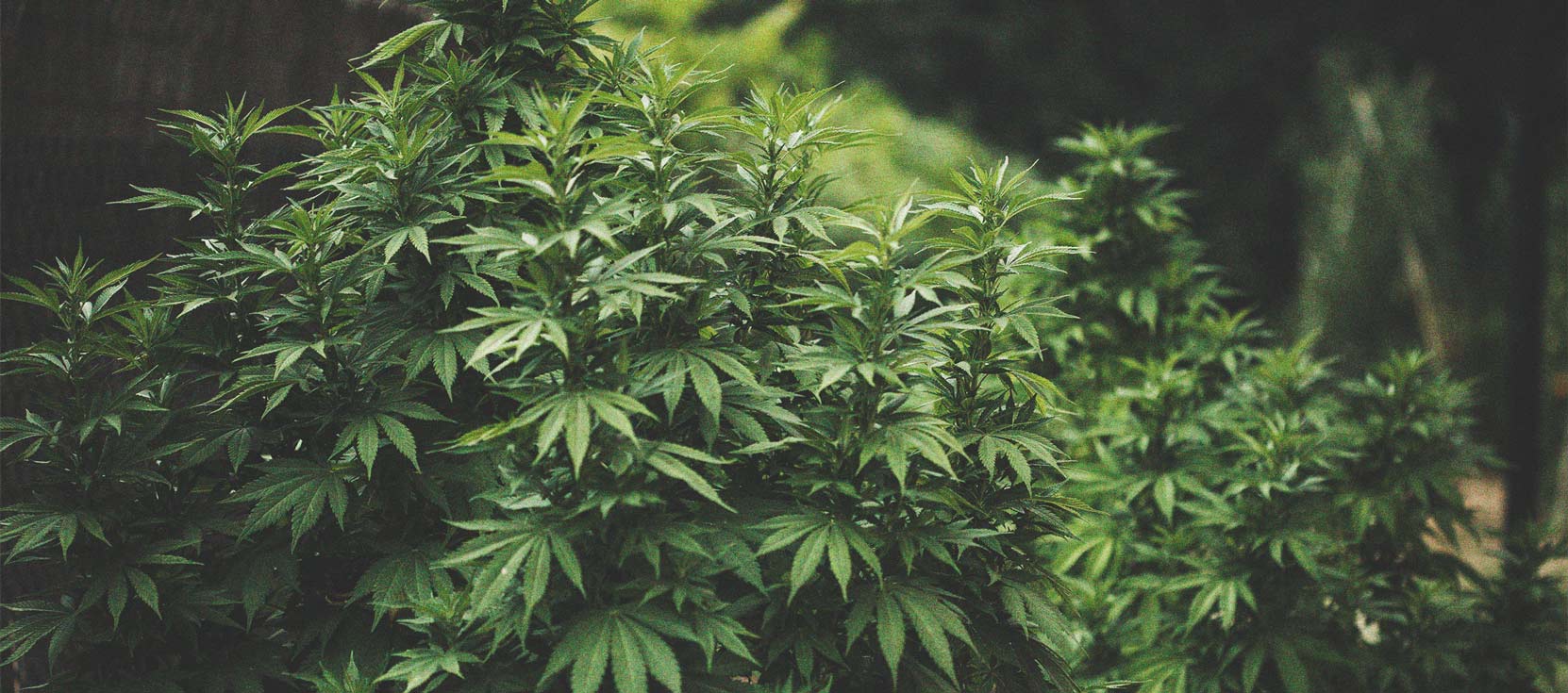 Wie man Cannabis mit dichten Blüten anbaut