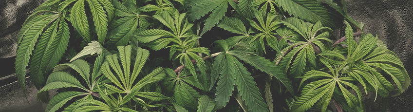 CANNABIS AILMENTS CANNABIS AILMENTS