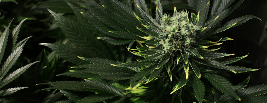 Überfüllungs-Cannabis