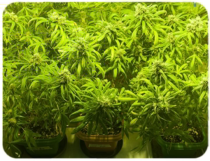 Dein Cannabis gießen Wie man Über und Mangelwässerung behebt RQS Blog