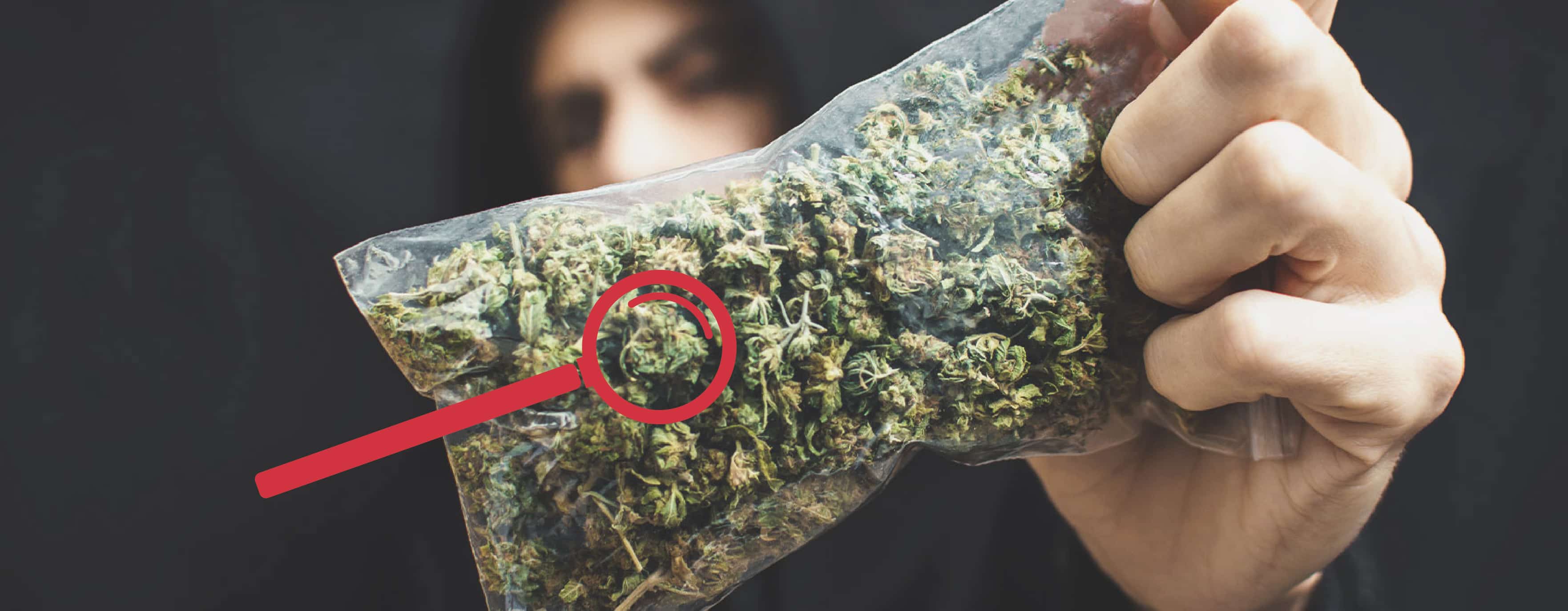 Are you smoking weed?