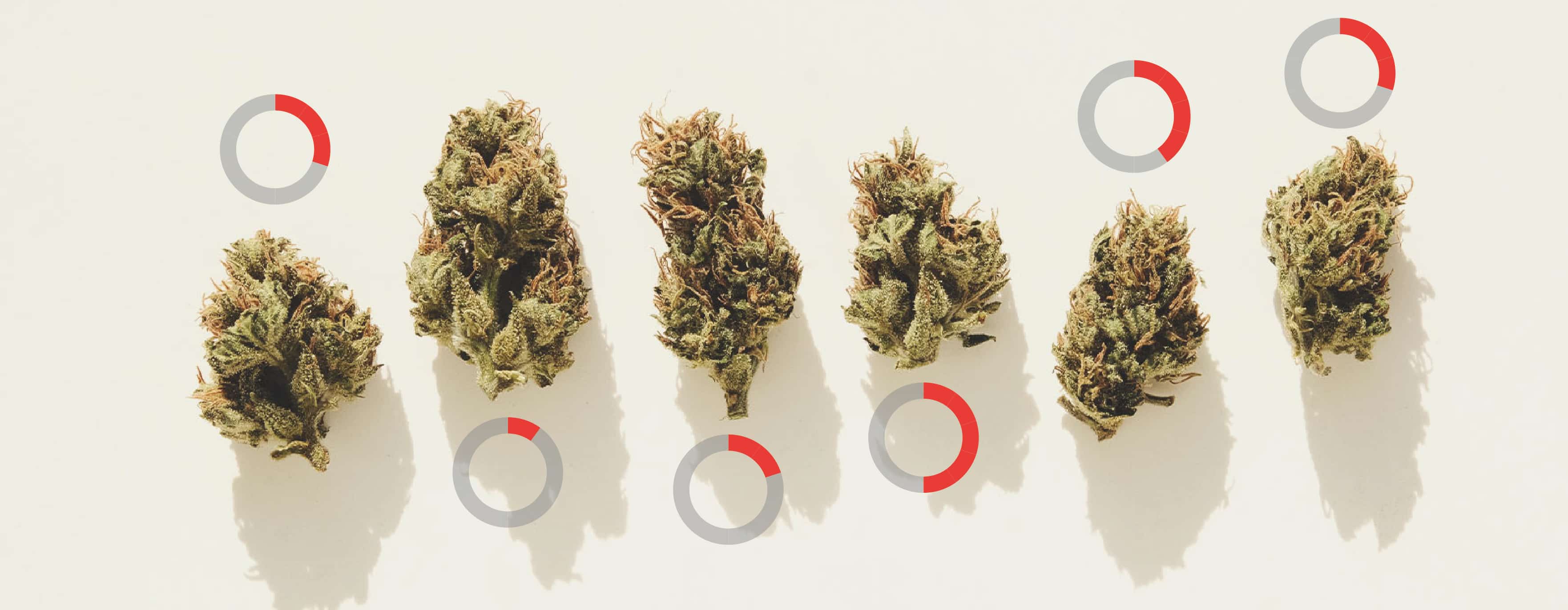 thc percentage