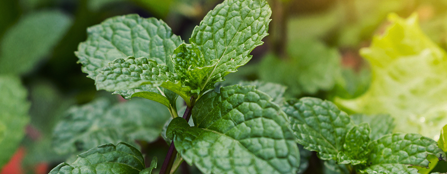 PFEFFERMINZE ALS BEGLEITPFLANZE FÜR ANDERE GARTENPFLANZEN PFEFFERMINZE ALS BEGLEITPFLANZE FÜR ANDERE GARTENPFLANZEN