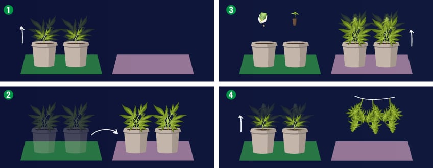 Perpetual Harvest — Use Different Rooms Perpetual Harvest — Use Different Rooms
