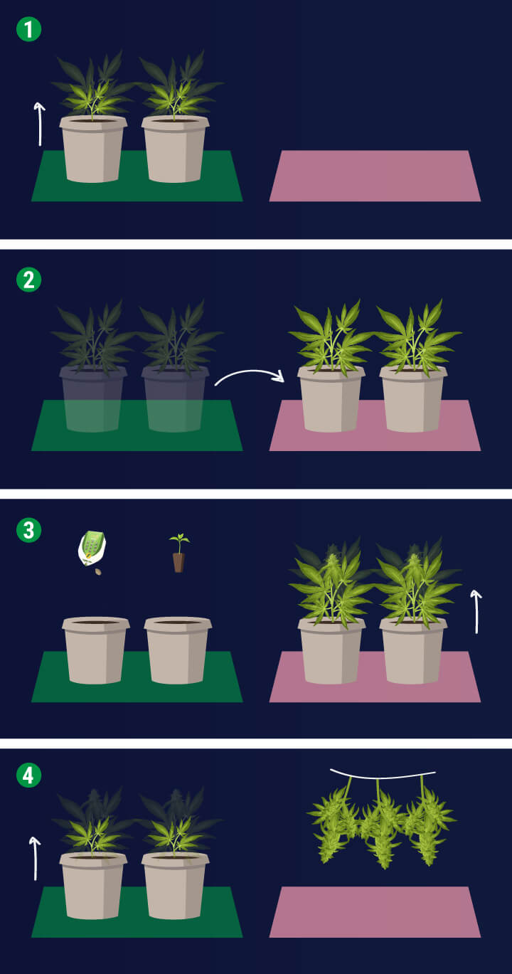 Perpetual Harvest — Use Different Rooms Perpetual Harvest — Use Different Rooms
