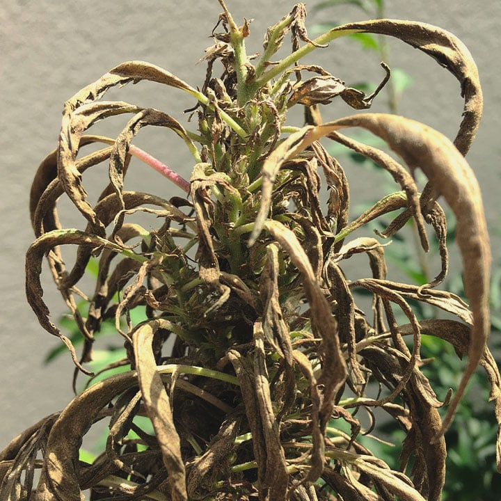 Schädlinge und Pilze Schädlinge und Pilze