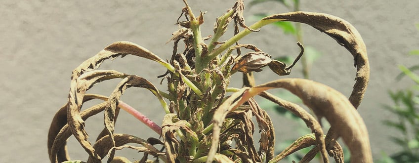 Schädlinge und Pilze Schädlinge und Pilze