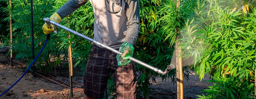 Ein Mann, der Pestizide auf Cannabispflanzen einsetzt