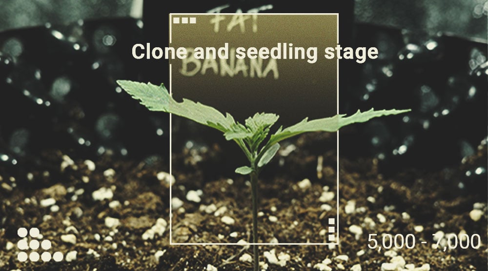 Wie man ein Luxmeter verwendet, um den Cannabisertrag zu steigern