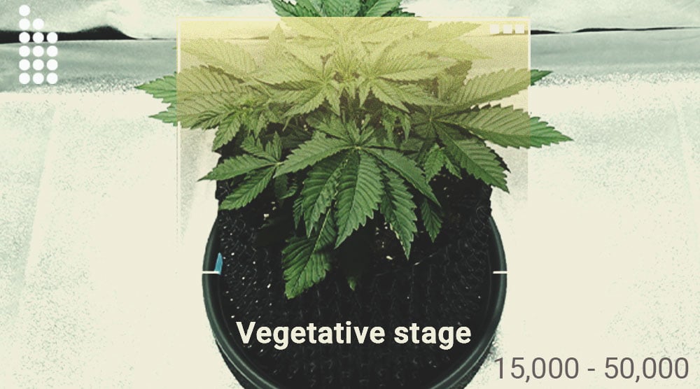 Wie man ein Luxmeter verwendet, um den Cannabisertrag zu steigern
