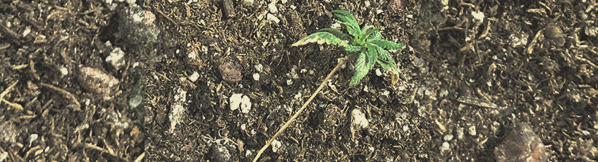 CANNABIS AILMENTS CANNABIS AILMENTS