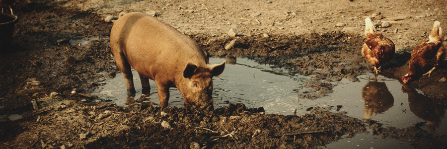 Schweineorganischer Kompost Schweineorganischer Kompost