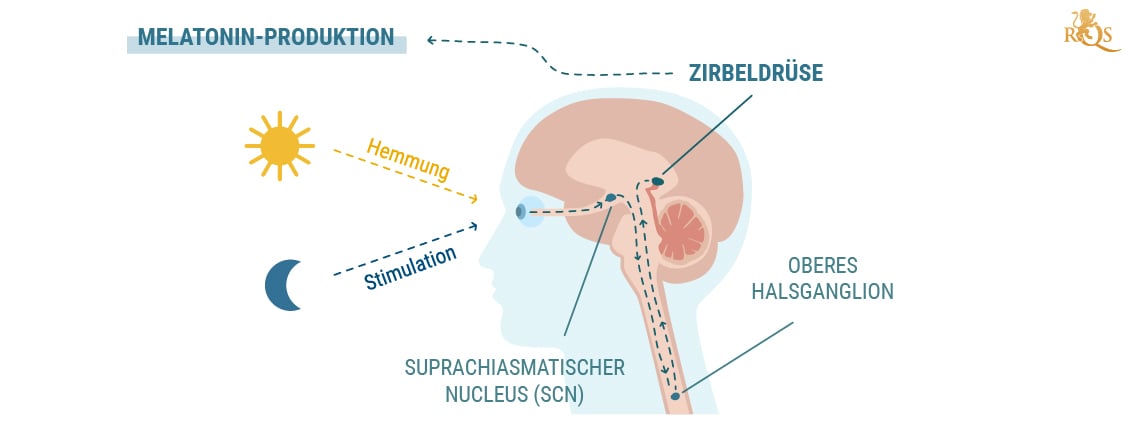 Melatoninproduktion