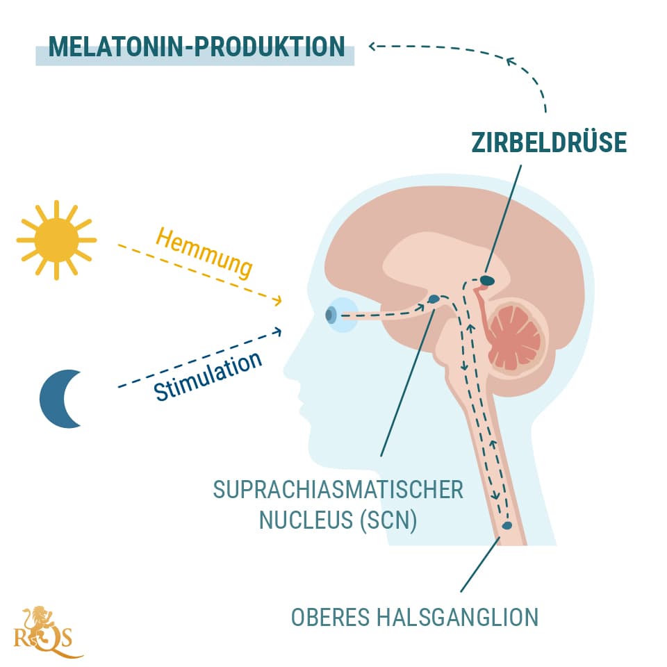 Melatoninproduktion